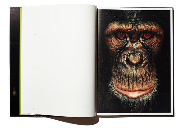 James and Other Apes preview